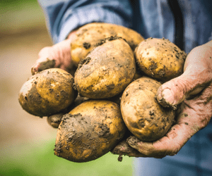 fresh potatoes